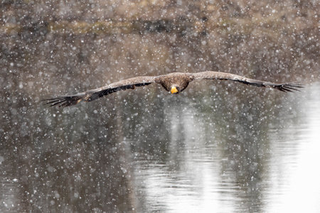 Steller's sea eagle (Haliaeetus pelagicus) flying bird of prey in snowy winter day, Japan.