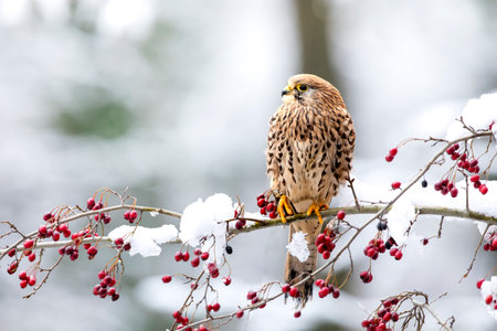Common kestrel (Falco tinnunculus) perched on a branch with snow ready to hunt.  Snow cold freeze weather with raptor in Czech republicの写真素材