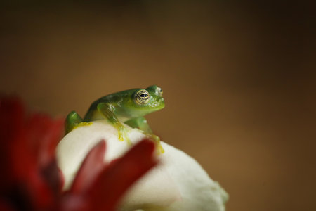 Teratohyla spinosa, Spiny Glass Frog, small amphibian with red flower, in nature habitat from Costa Rica. Beautiful animal in jungle from South America.の写真素材