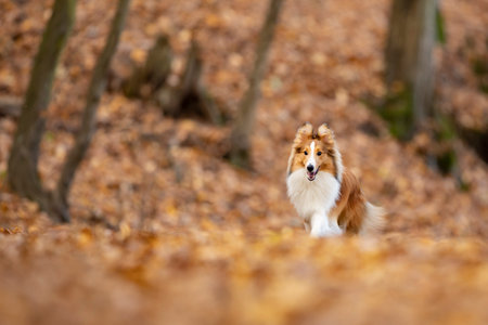 Reddish shetland sheepdog puppy is running on the autumn forest. Shetland collie or sheltie. Cute animal. Purebreed dog.の写真素材