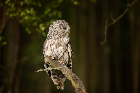 Owl in spring forest. Ural owl, Strix uralensis, perched on tree branch in forest. Beautiful grey owl in forest. Springtime in wildlife nature. Czech republicの写真素材