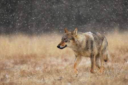 Gray wolf Canis lupus in taiga in snowy winter day. Animal in nature habitat. Wolf before hunting....