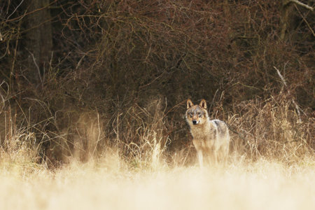 Gray wolf Canis lupus in taiga in snowy winter day. Animal in nature habitat. Wolf berofe hunting. Wolf from Finland. Gray wolf, Canis lupus, in the early winter, on the meadow near forest.の写真素材