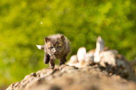 Red fox cub. Vulpes vulpes. European wildlife. Very young cute red fox cub on fallen log. Young fox exploring the world.の写真素材