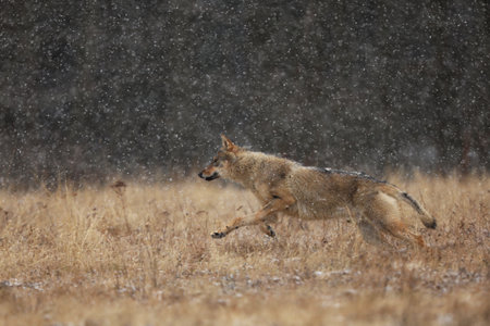 Gray wolf Canis lupus in taiga in snowy winter day. Animal in nature habitat. Wolf before hunting....