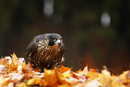Peregrine falcon (Falco peregrinus) with caught kill bird. Bird of prey feeding on killed bird in autumn leaves. Carcass on forest meadow.の写真素材