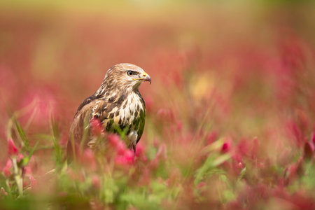Common buzzard sit in field with crimson clover in sunny spring day. Bird of prey perched in clover meadow, Czech republicの写真素材