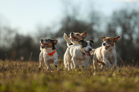 Happy Jack Russel terrier pack training for hunting on the meadow in in autumn afternoonの写真素材