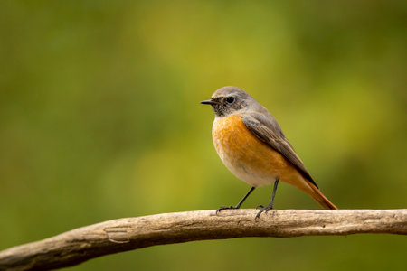 Common Redstart (Phoenicurus phoenicurus) on a log. An image of a handsome passerine bird Common...