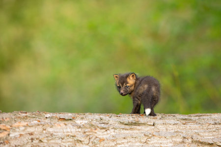 Red fox cub. Vulpes vulpes. European wildlife. Very young cute red fox cub on fallen log. Young fox exploring the world.の写真素材