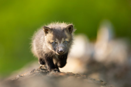 Red fox cub. Vulpes vulpes. European wildlife. Very young cute red fox cub on fallen log. Young fox...