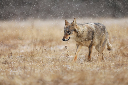 Gray wolf Canis lupus in taiga in snowy winter day. Animal in nature habitat. Wolf berofe hunting. Wolf from Finland. Gray wolf, Canis lupus, in the early winter, on the meadow near forest.の写真素材