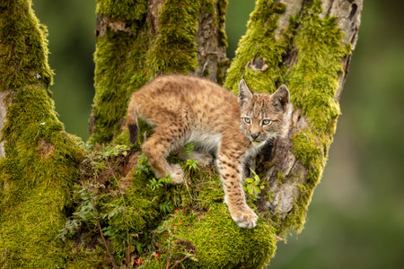 Eurasia lynx (Lynx lynx) kitten playing on messed tree in sunny autumn day, Czech republicの写真素材