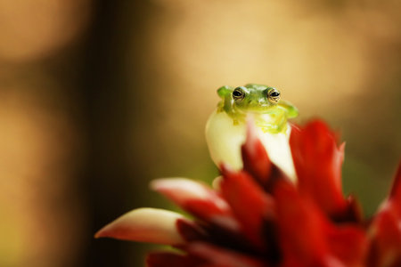 Teratohyla spinosa, Spiny Glass Frog, small amphibian with red flower, in nature habitat from Costa Rica. Beautiful animal in jungle from South America.の写真素材