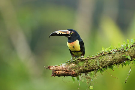 Collared Aracari, Pteroglossus torquatus. Toucan sitting on the branch in the forest, Costa Rica.の写真素材