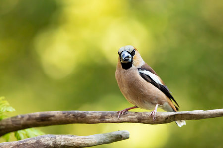 Hawfinch (Coccothraustes coccothraustes) perched on branch. A close-up of a hawfinch perched on a branch in forest on summer afternoon. Wildlife scene from Czech republic.の写真素材