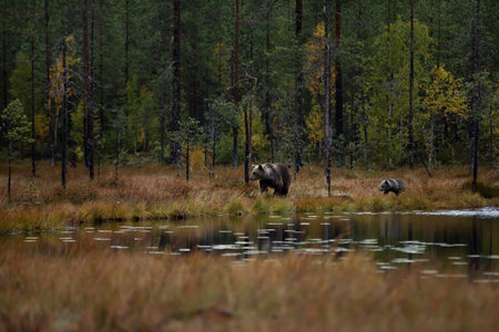 Autumn taiga forest with bear cub with mother. Beautiful baby brown bear (Ursus arctos) walk through the forest. Dangerous animal in nature forest and meadow, Finland.の写真素材
