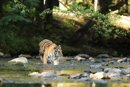 The Siberian tiger Panthera tigris Tigris, or Amur tiger Panthera tigris altaica in the forest walking in a water. Tiger with green backgroundの写真素材