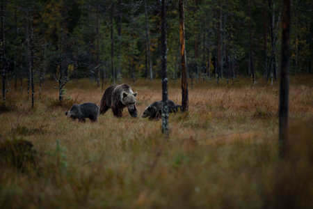 Autumn taiga forest with bear cub with mother. Beautiful baby brown bear (Ursus arctos) walk through...