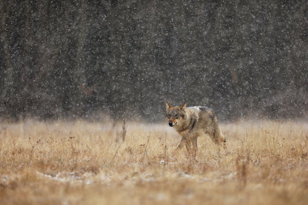 Gray wolf Canis lupus in taiga in snowy winter day. Animal in nature habitat. Wolf from Finland.の写真素材