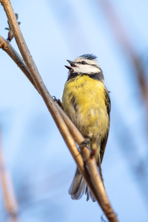 Small fluffy eurasian blue tit (Cyanistes caeruleus) sits on a bush branch in spring sunny morning, Czech republicの写真素材
