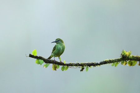 The Red-legged Honeycreeper (Cyanerpes cyaneus) female perched on the mossy branch, blue bird in the...