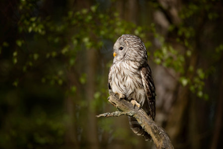 Owl in spring forest. Ural owl, Strix uralensis, perched on tree branch in forest. Beautiful grey owl in forest. Springtime in wildlife nature. Czech republicの写真素材