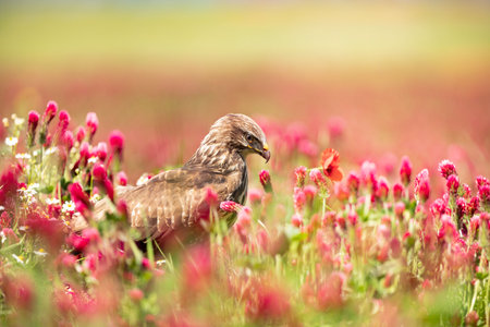Common buzzard sit in field with crimson clover in sunny spring day. Bird of prey perched in clover meadow, Czech republicの写真素材
