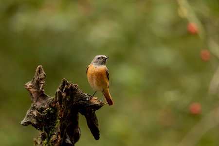 Common Redstart (Phoenicurus phoenicurus) on a log. An image of a handsome passerine bird Common Redstart perched on a branch. Wildlife scene from Czech nature.の写真素材