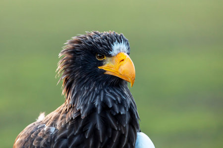 Steller`s sea eagle, Haliaeetus pelagicus, Close-up of brown bird of prey with big yellow bill,...