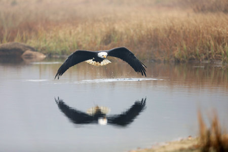Bald eagle in flight over pond with reflection showing in water, Alaska. Haliaeetus leucocephalus....