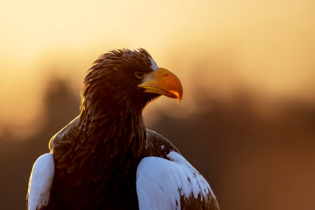 Steller`s sea eagle, Haliaeetus pelagicus, Close-up of brown bird of prey with big yellow bill,...