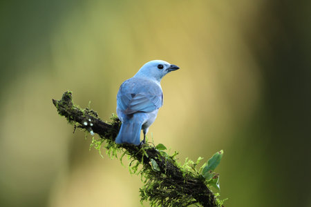 Blue-gray tanager, Thraupis episcopus, perched on a branch with a lgreen background. A social and...