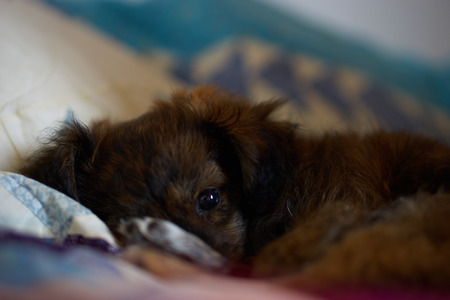 Cute petの写真素材