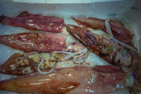 close up view of squids