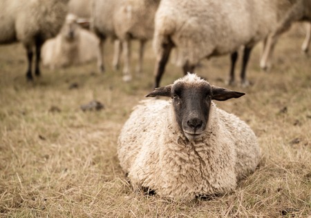 sheep herd in sepia toneの写真素材