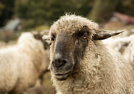 sheep herd in sepia toneの写真素材