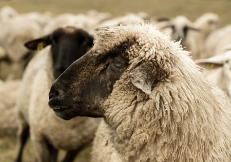sheep herd in sepia toneの写真素材