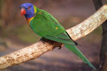 Lory parrot at the zooの写真素材