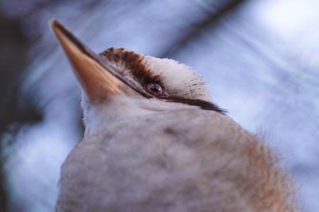 Laughing kookaburra at the zooの写真素材