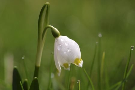 Snowflakeflowers little flower in springtimeの写真素材