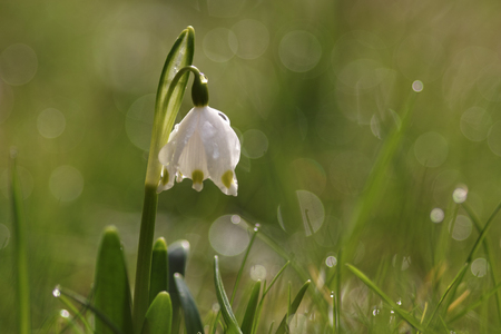 Snowflakeflowers little flower in springtimeの写真素材