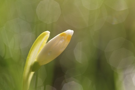 Snowflakeflowers little flower in springtimeの写真素材