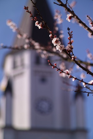 Wittichenau church with peach treeの写真素材