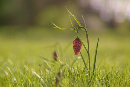 Checkered lily (Fritillaria meleagris) springtimeの写真素材