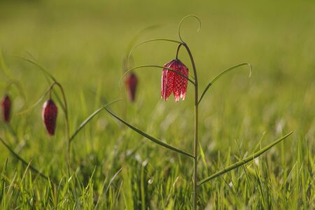 Checkered lily (Fritillaria meleagris) springtimeの写真素材