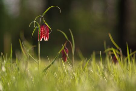 Checkered lily (Fritillaria meleagris) springtimeの写真素材