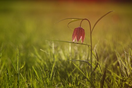 Checkered lily (Fritillaria meleagris) springtimeの写真素材