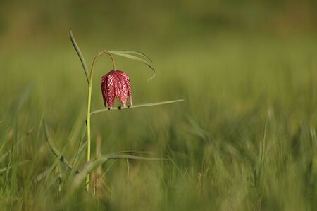 Checkered lily (Fritillaria meleagris) springtimeの写真素材