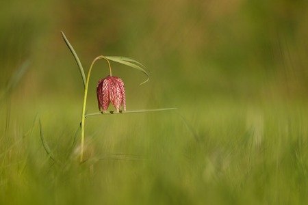 Checkered lily (Fritillaria meleagris) springtimeの写真素材